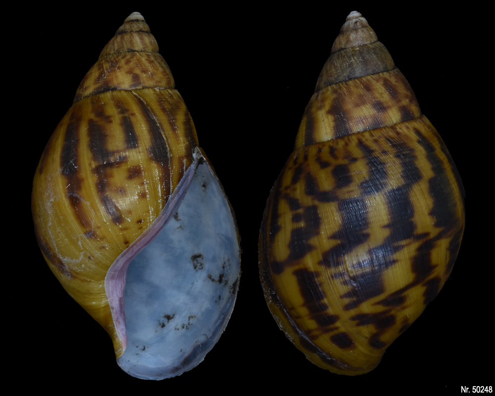 Achatina achatina