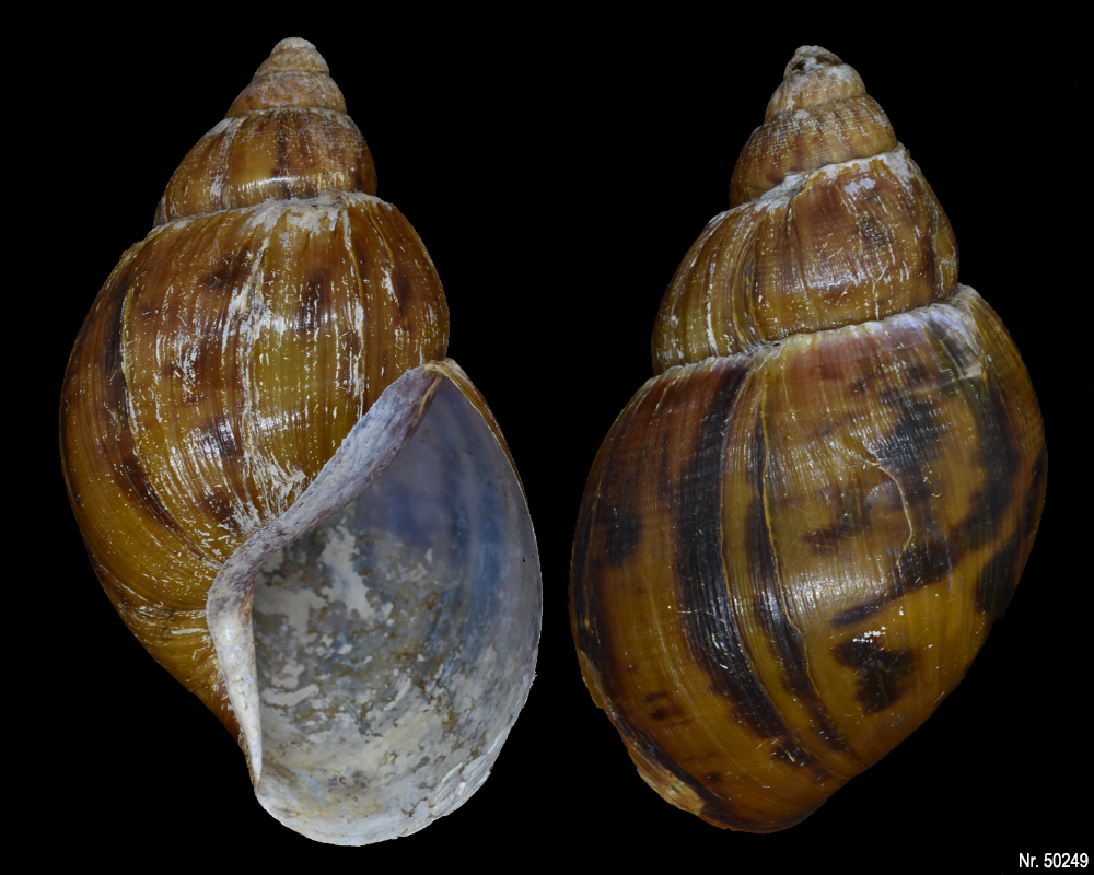 Achatina achatina