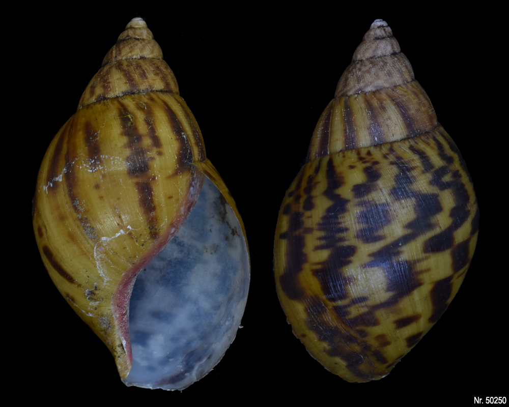 Achatina achatina