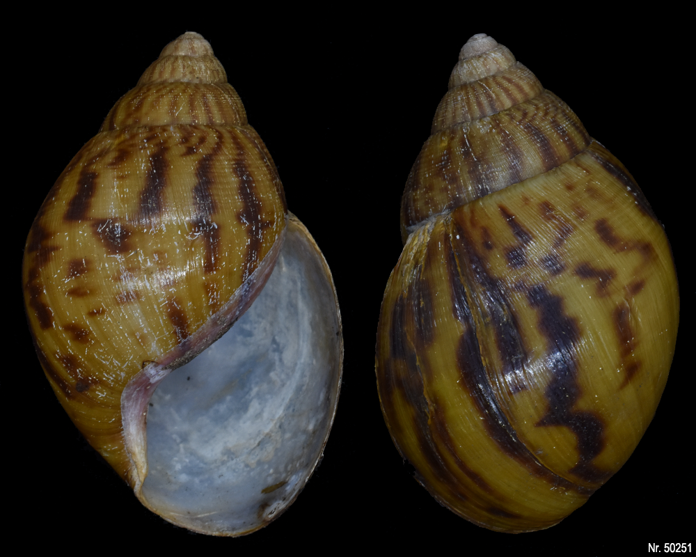 Achatina achatina