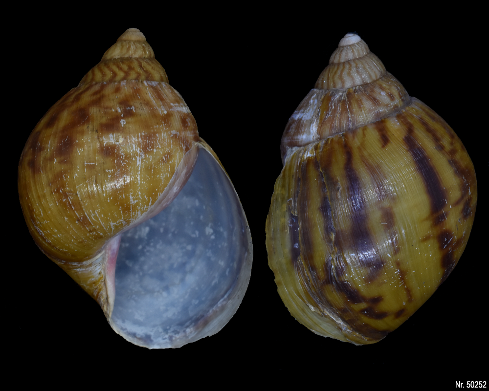 Achatina achatina