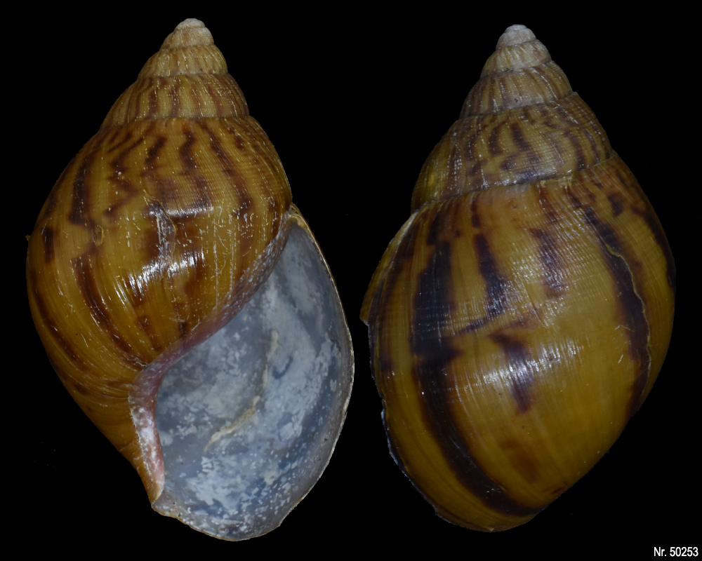 Achatina achatina