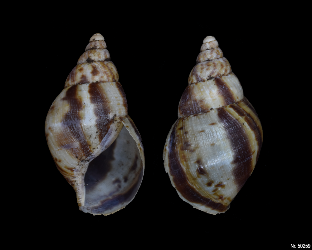 Lissachatina reticulata