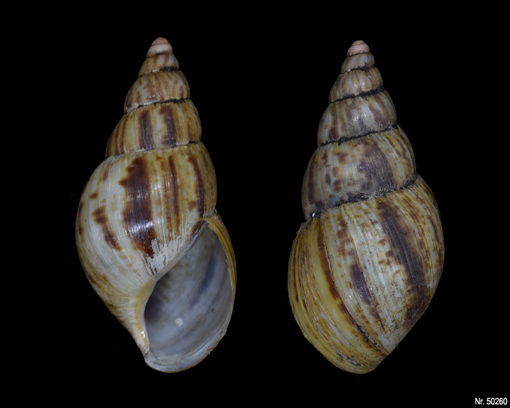 Lissachatina reticulata