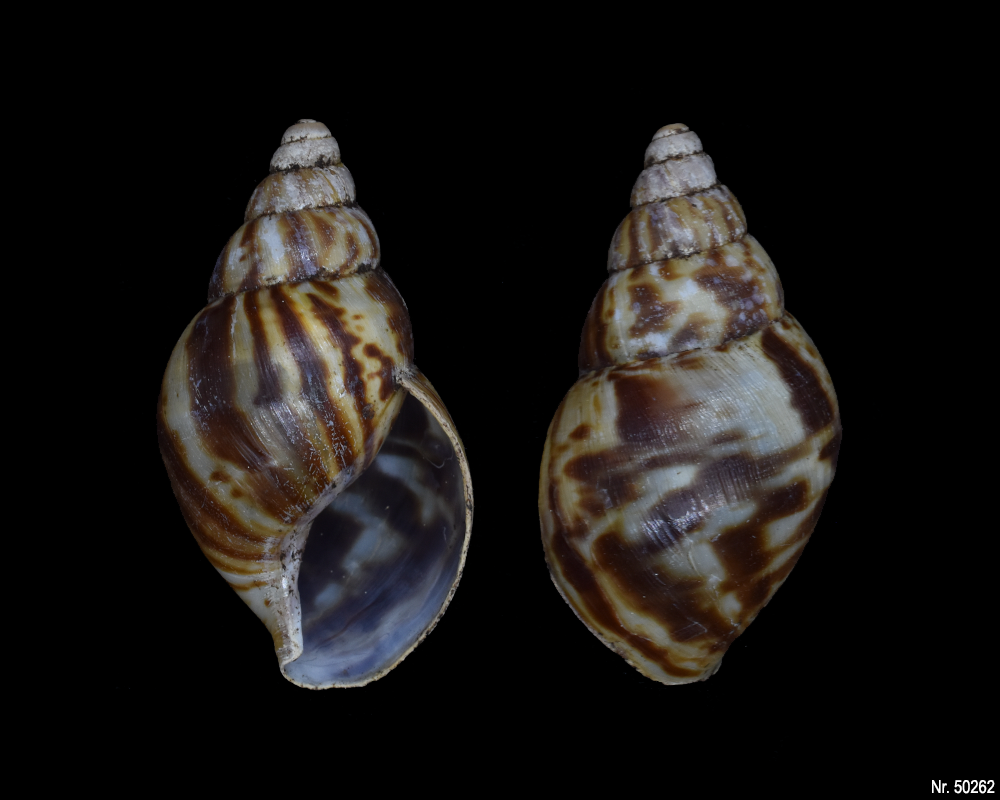 Lissachatina reticulata