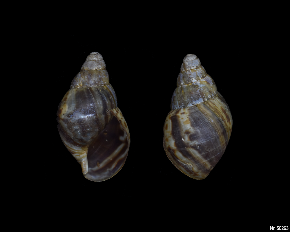 Lissachatina reticulata