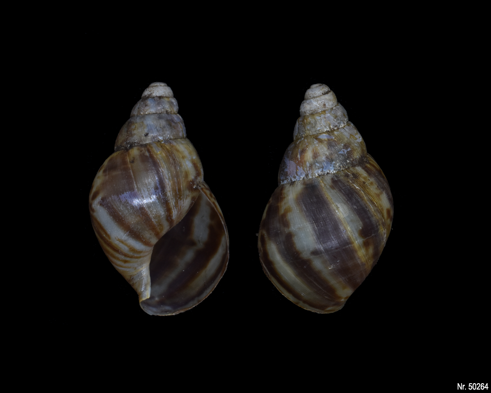 Lissachatina reticulata