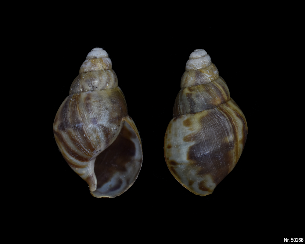 Lissachatina reticulata