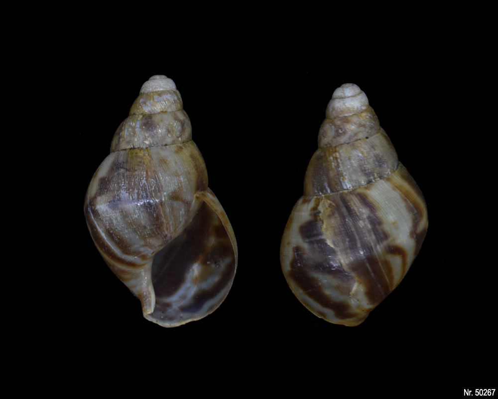 Lissachatina reticulata