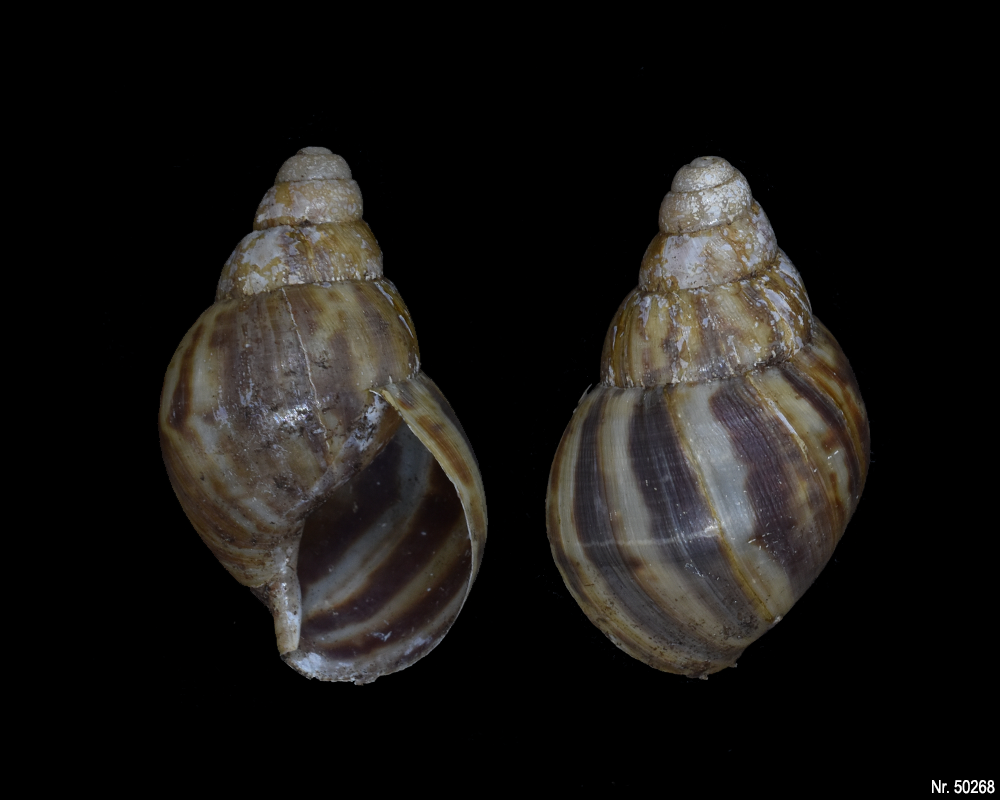 Lissachatina reticulata