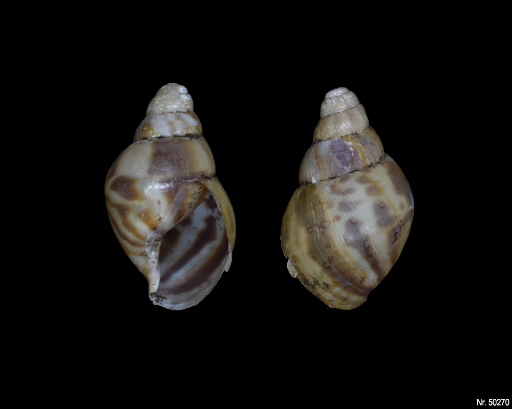 Lissachatina reticulata