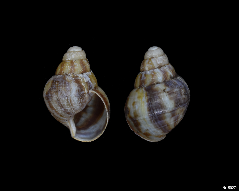 Lissachatina reticulata