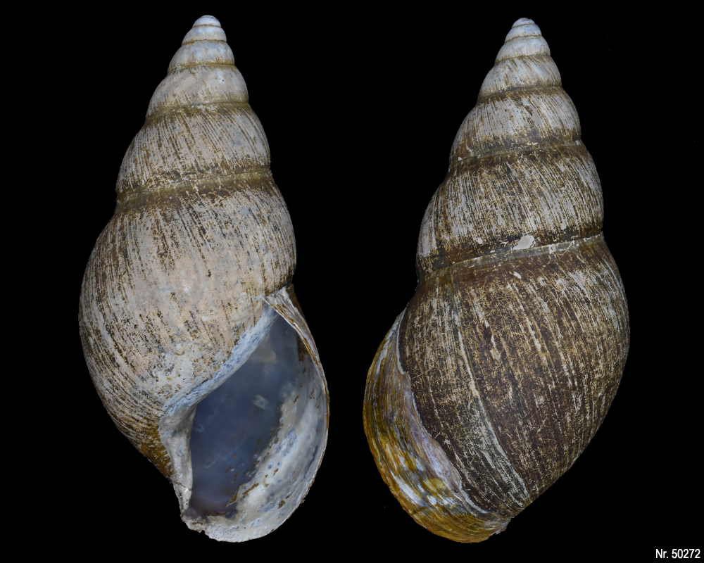 Achatina weynsi