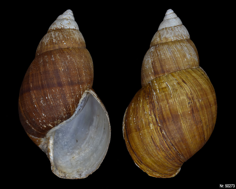 Achatina bandeirana