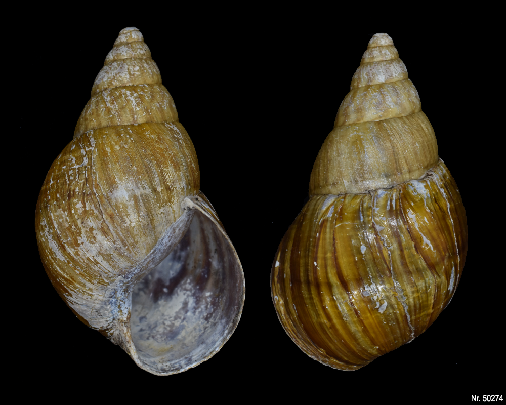 Achatina bandeirana