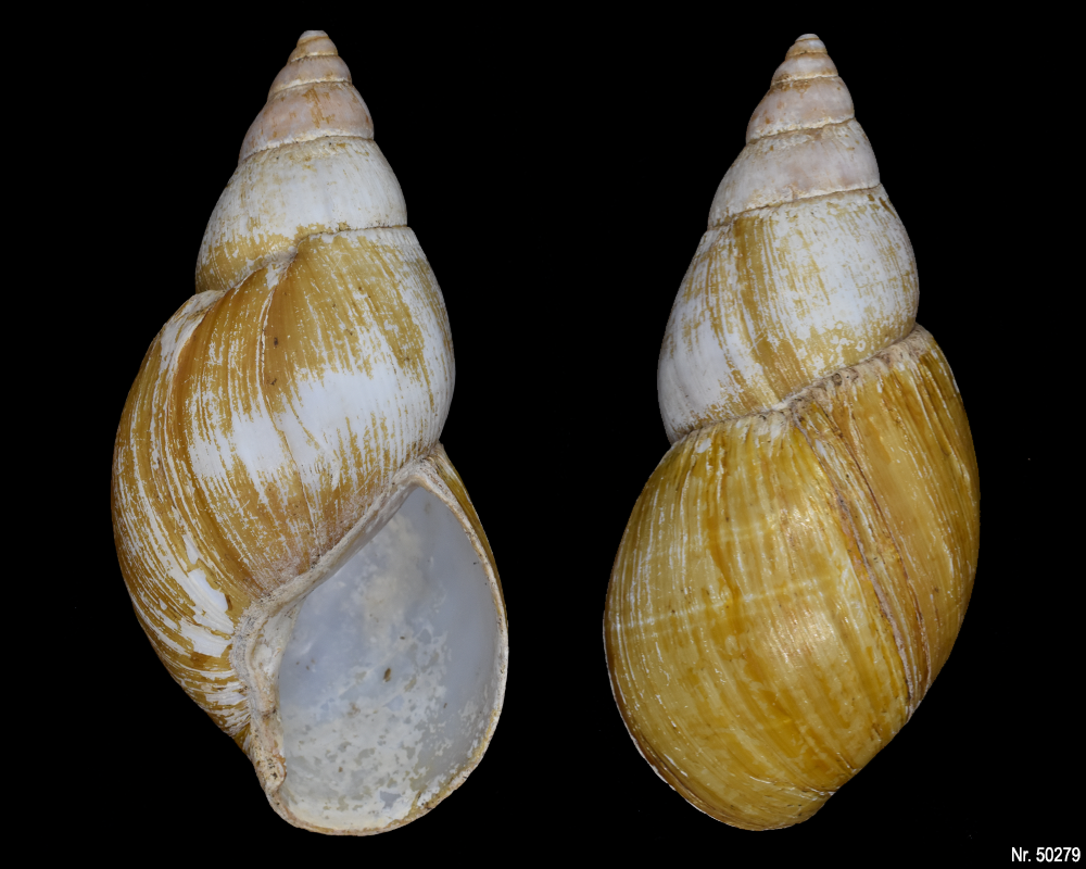 Lissachatina fulica rodatzi