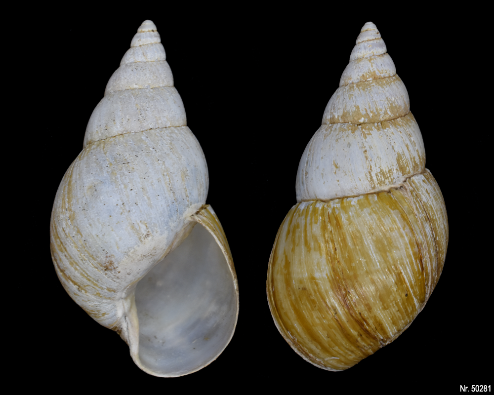 Lissachatina fulica rodatzi