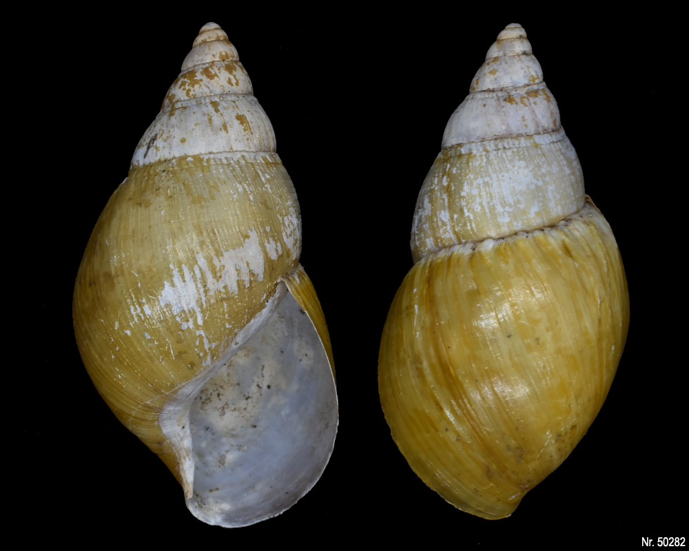 Lissachatina fulica rodatzi