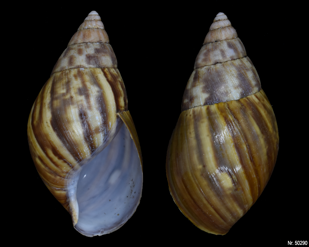 Lissachatina fulica