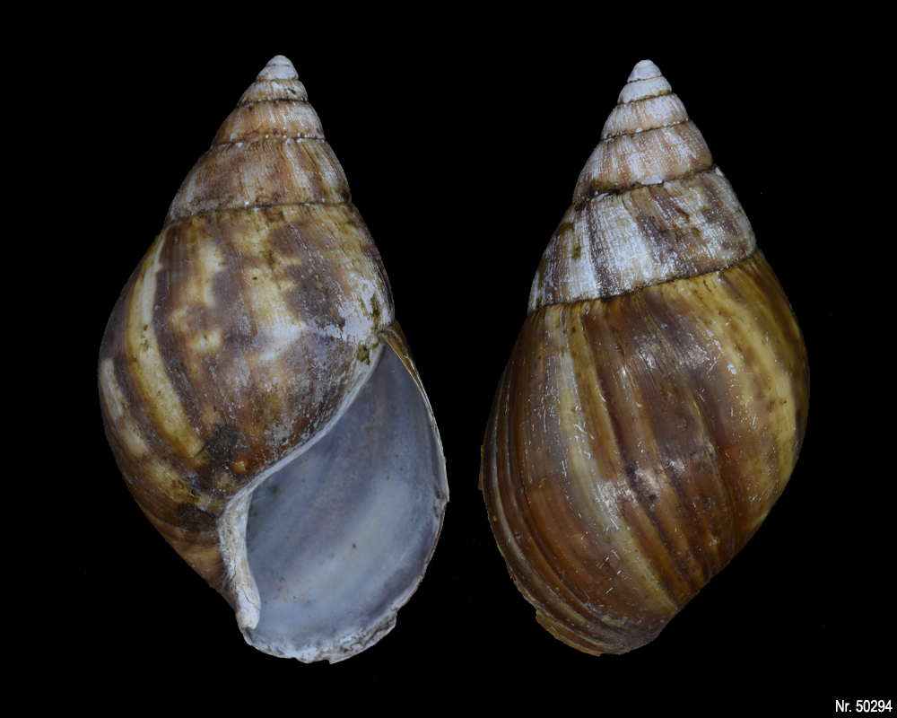 Lissachatina fulica