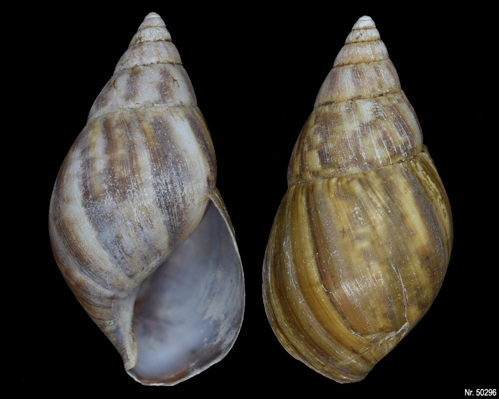 Lissachatina fulica