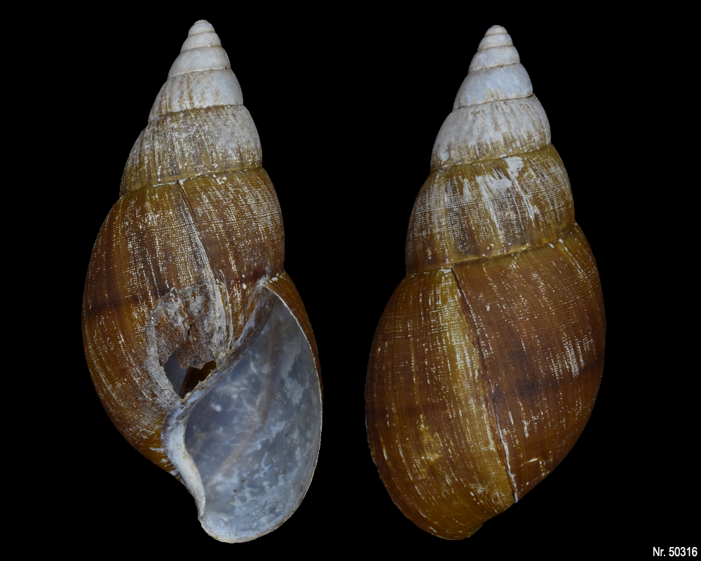 Achatina bandeirana