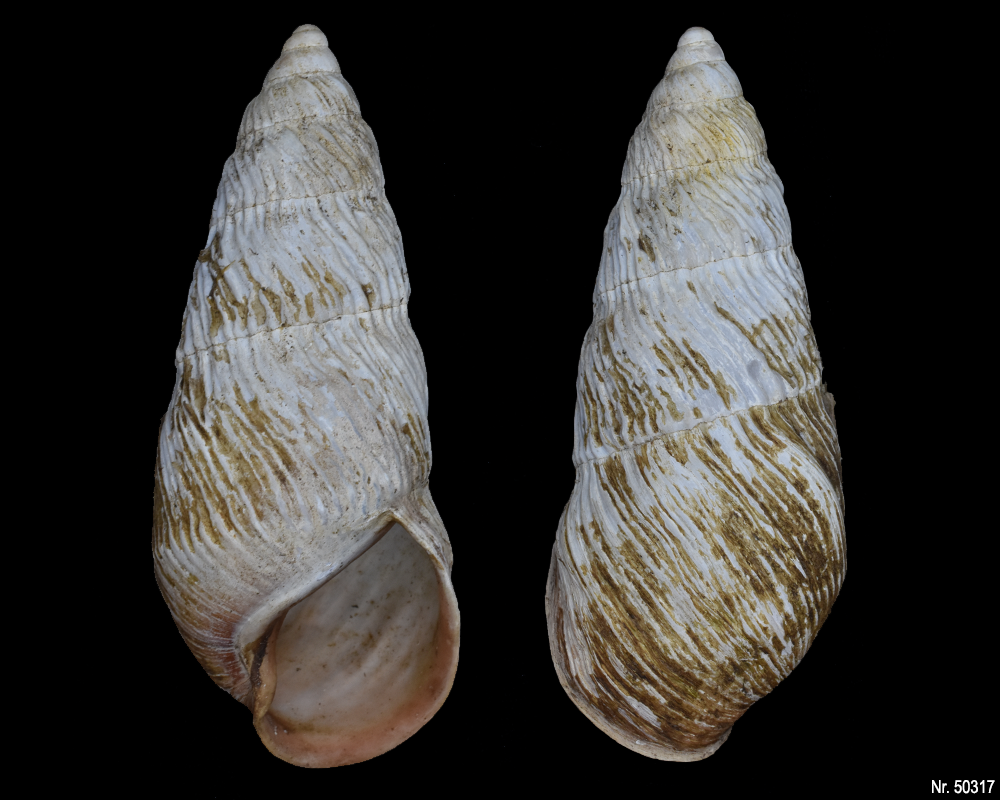 Pseudachatina leaiana