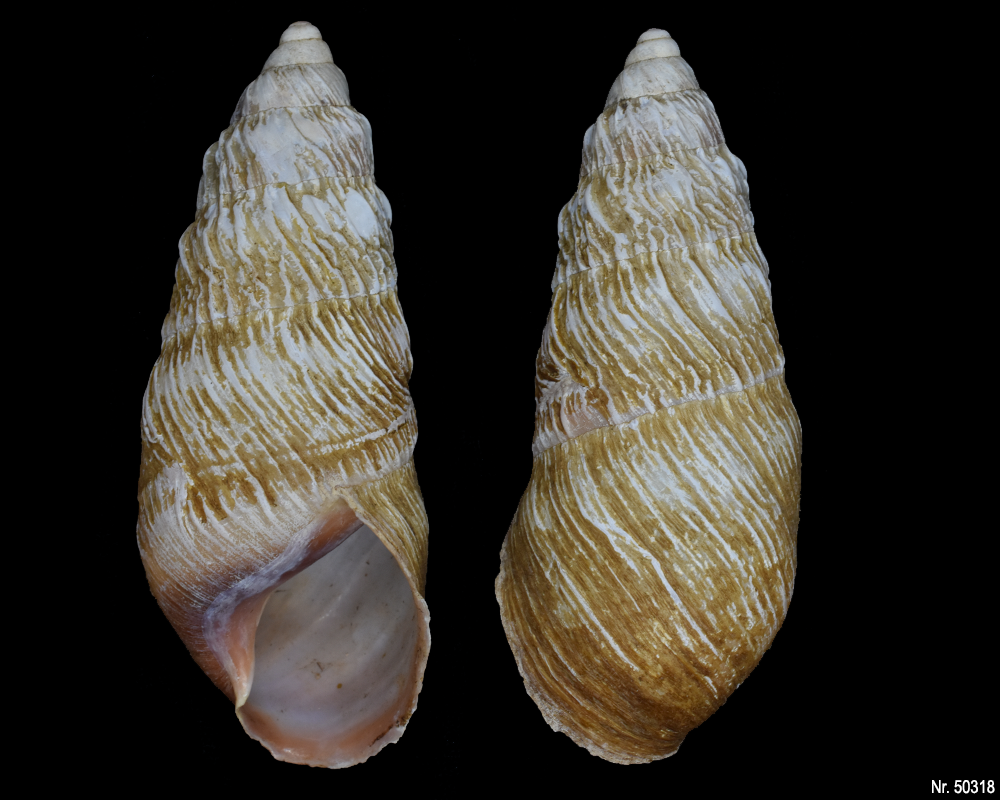 Pseudachatina leaiana