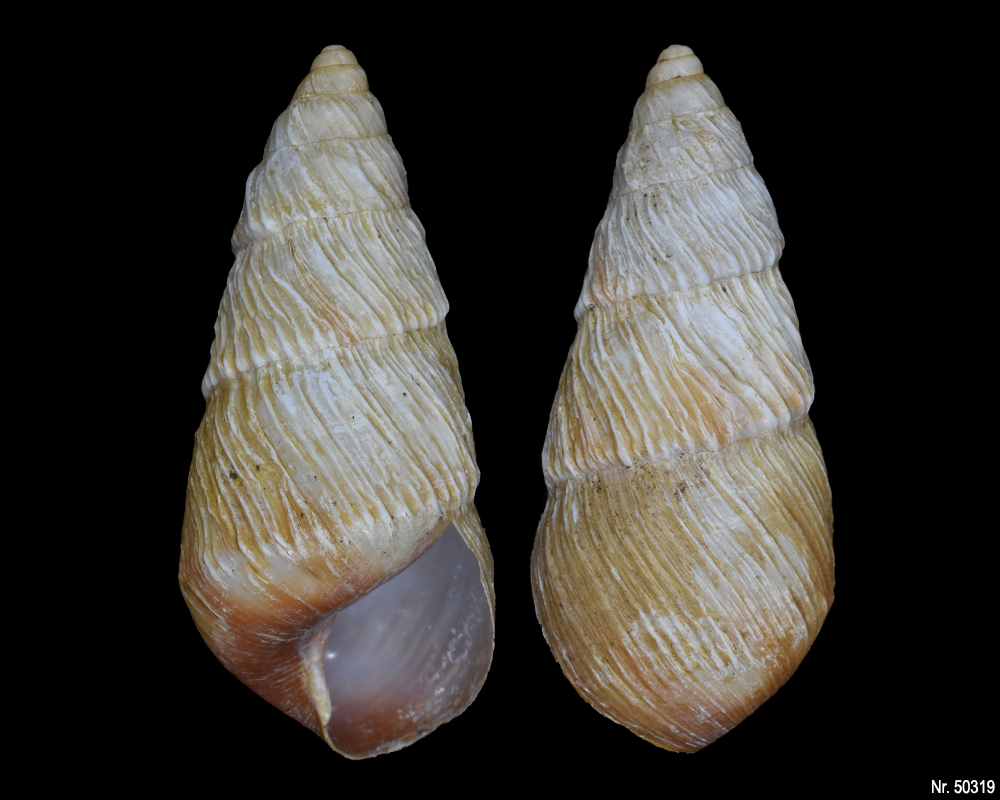 Pseudachatina leaiana