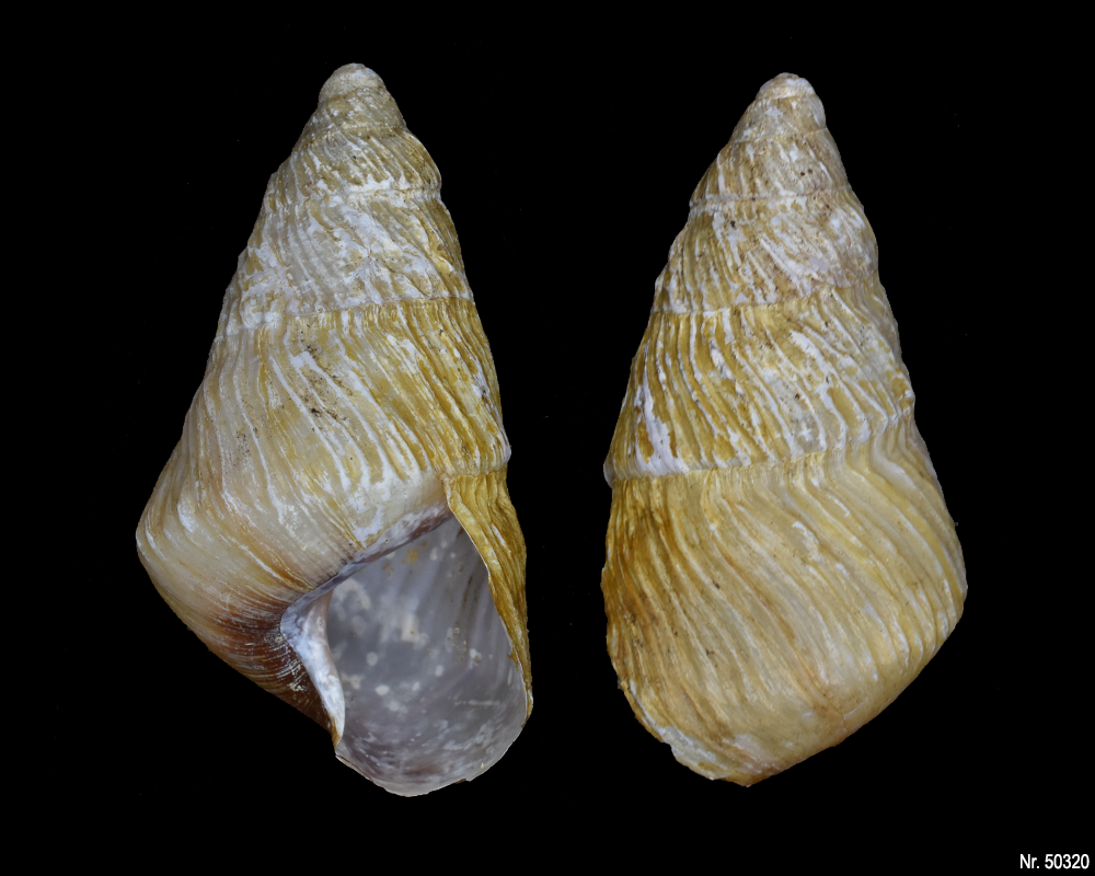 Pseudachatina leaiana