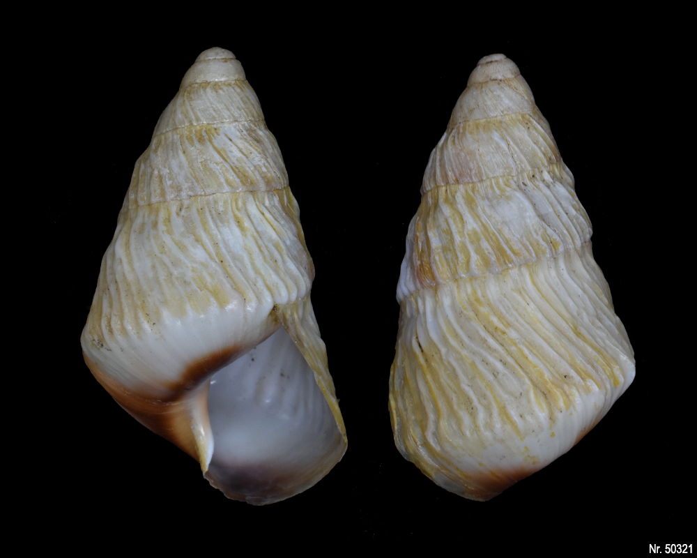 Pseudachatina leaiana