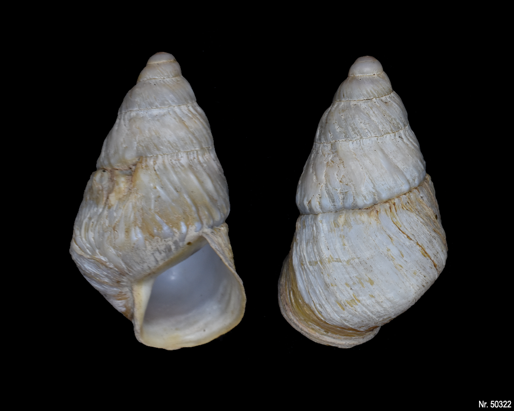 Pseudachatina leaiana