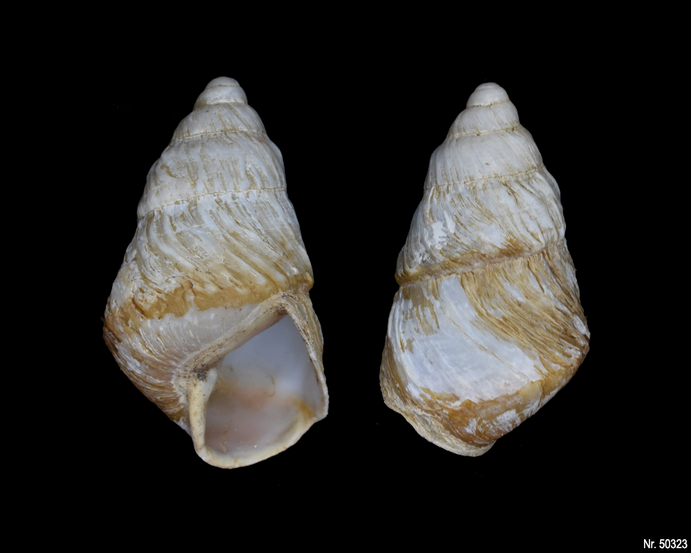 Pseudachatina leaiana