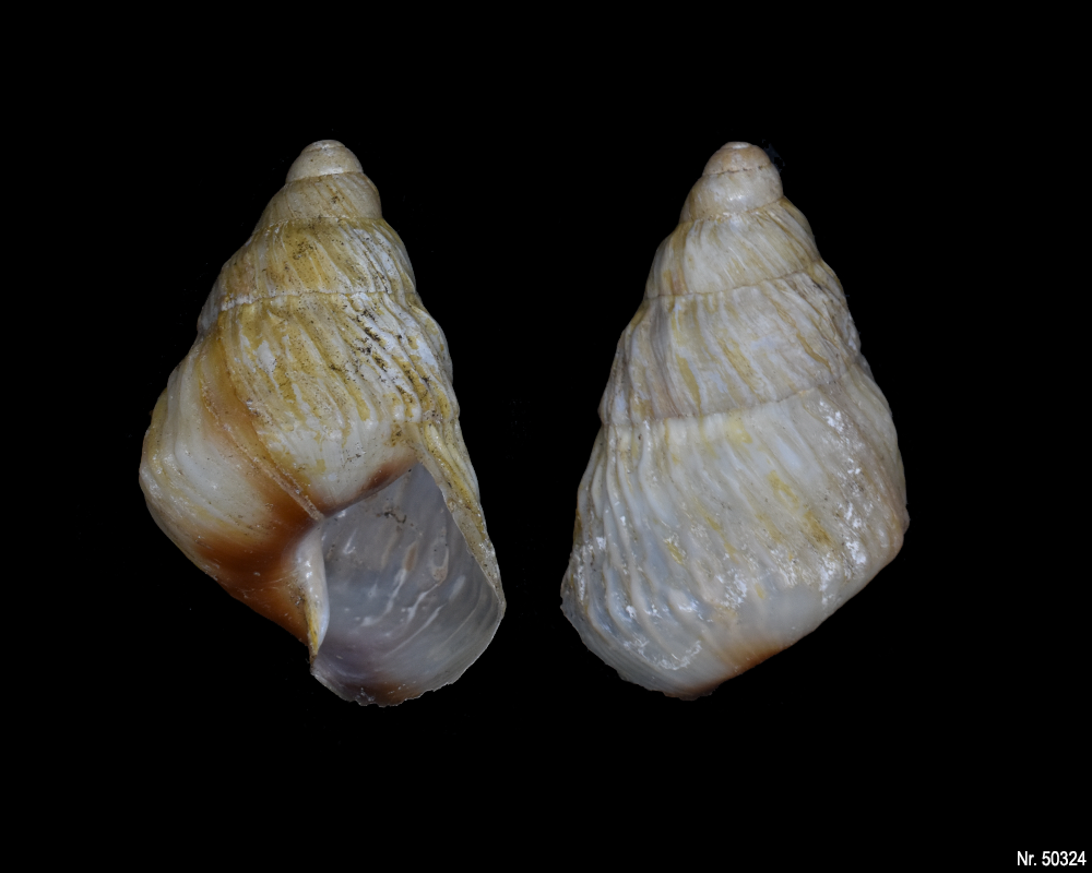 Pseudachatina leaiana