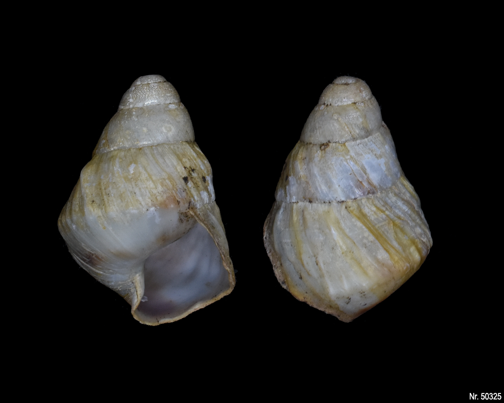 Pseudachatina leaiana