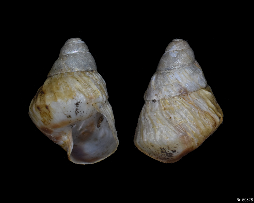 Pseudachatina leaiana