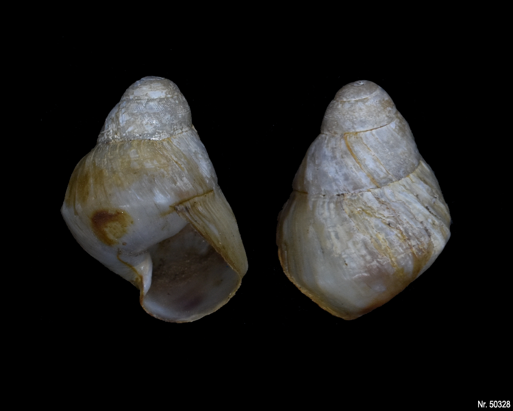 Pseudachatina leaiana