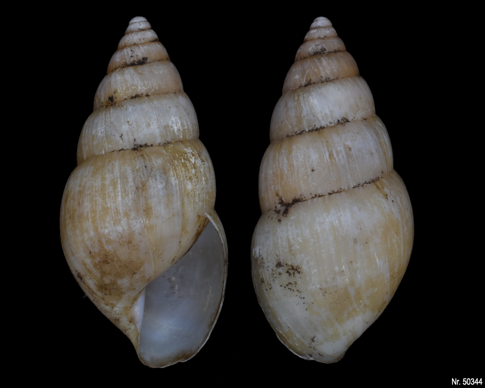 Limicolaria sp.