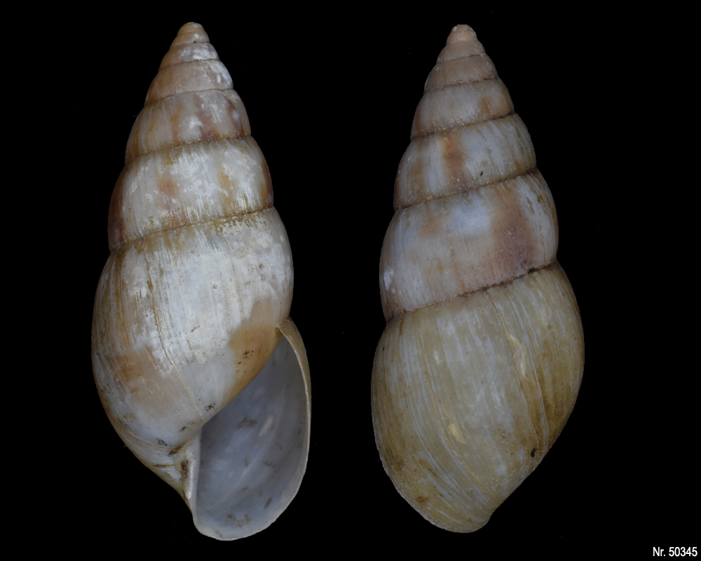 Limicolaria sp.