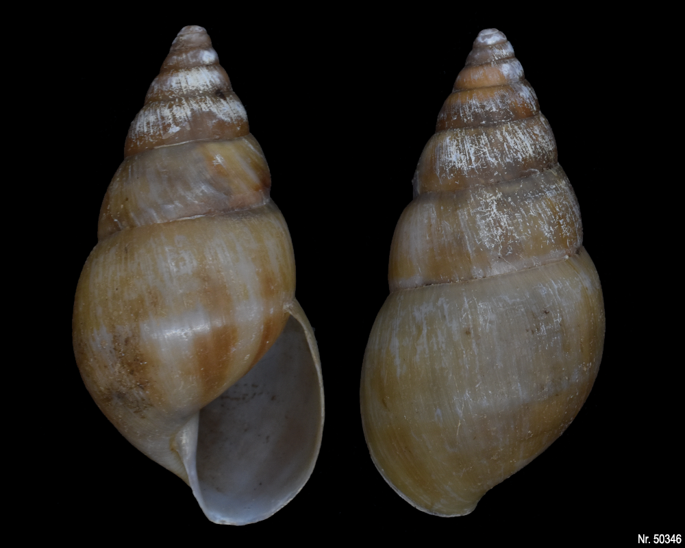 Limicolaria sp.