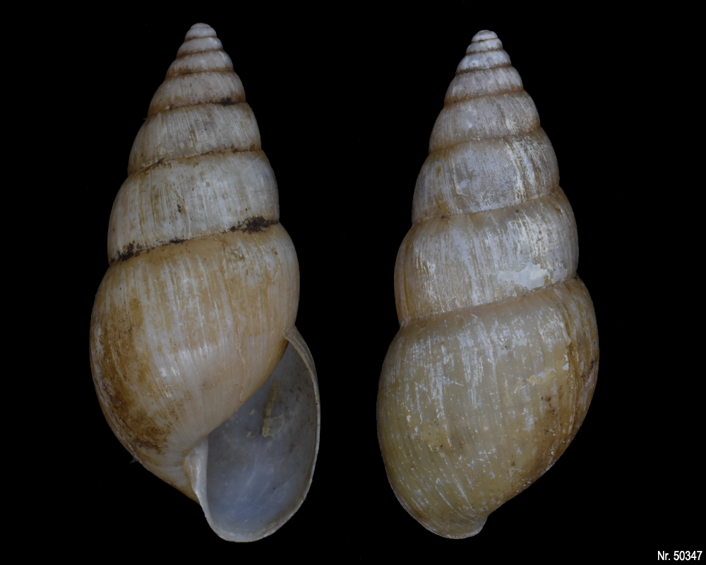 Limicolaria sp.