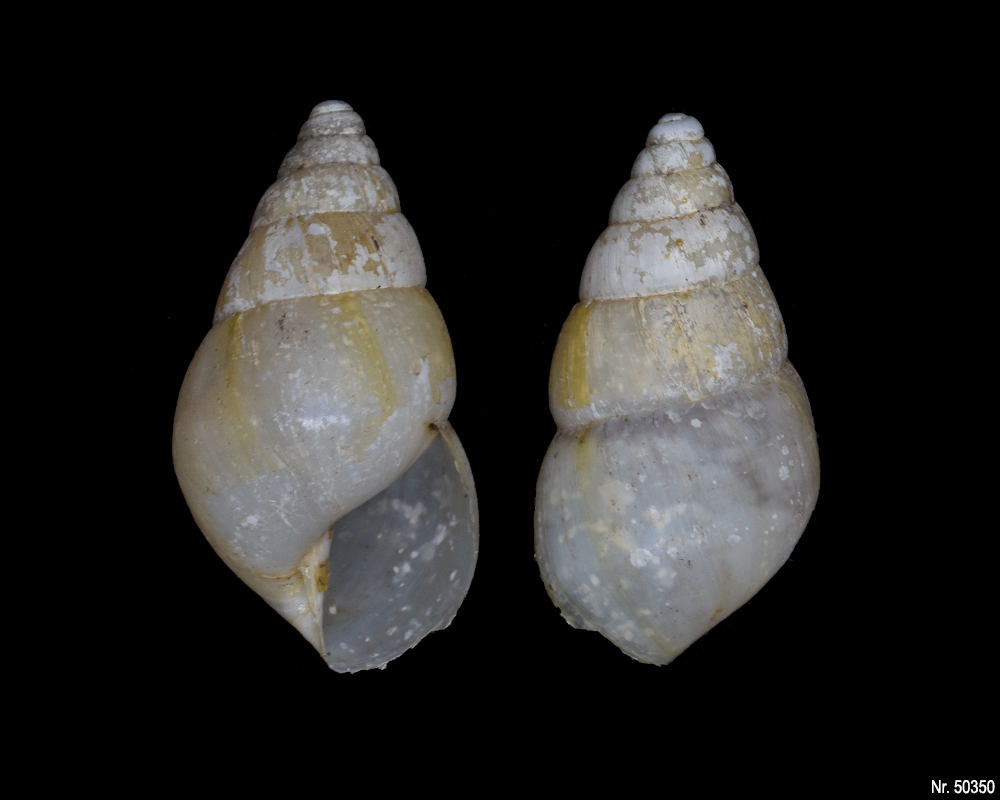 Edentulina obesa