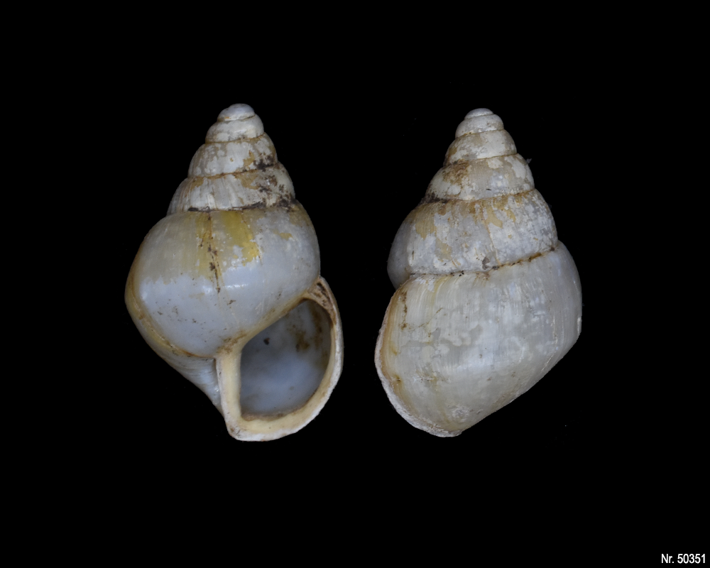 Edentulina obesa