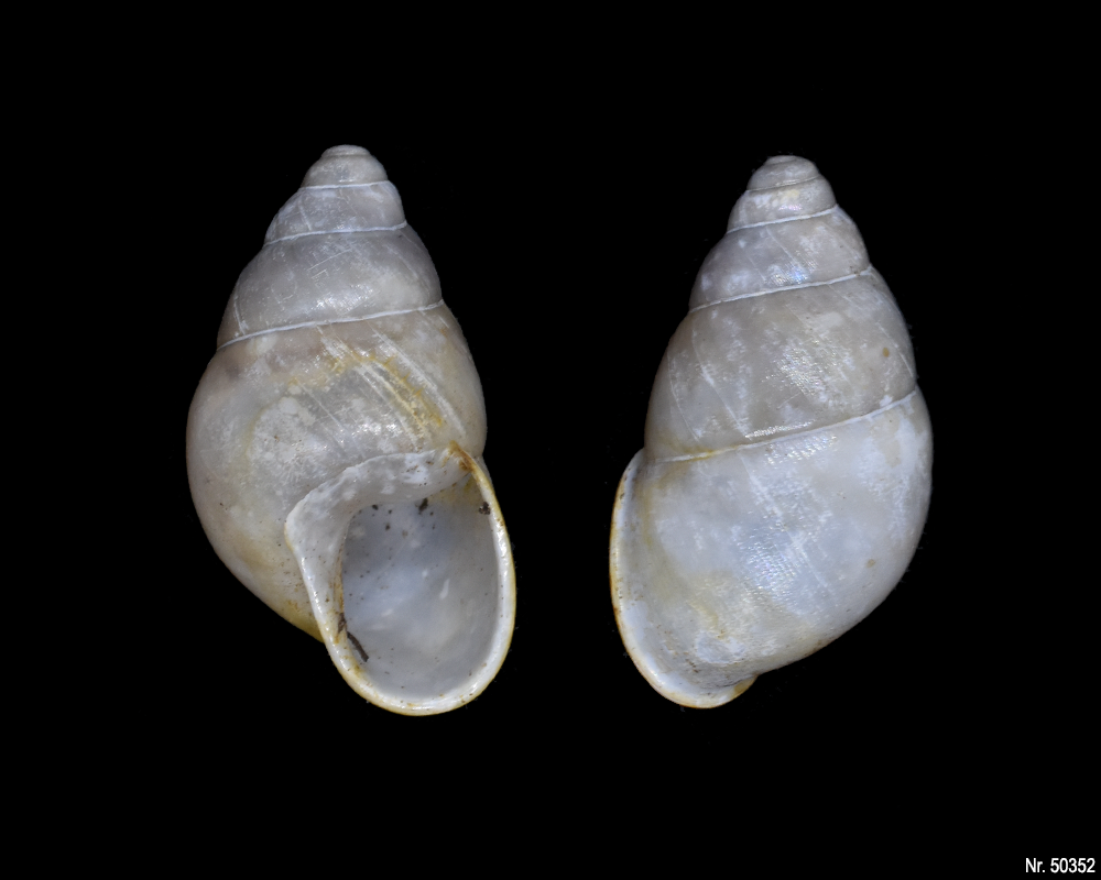 Edentulina obesa