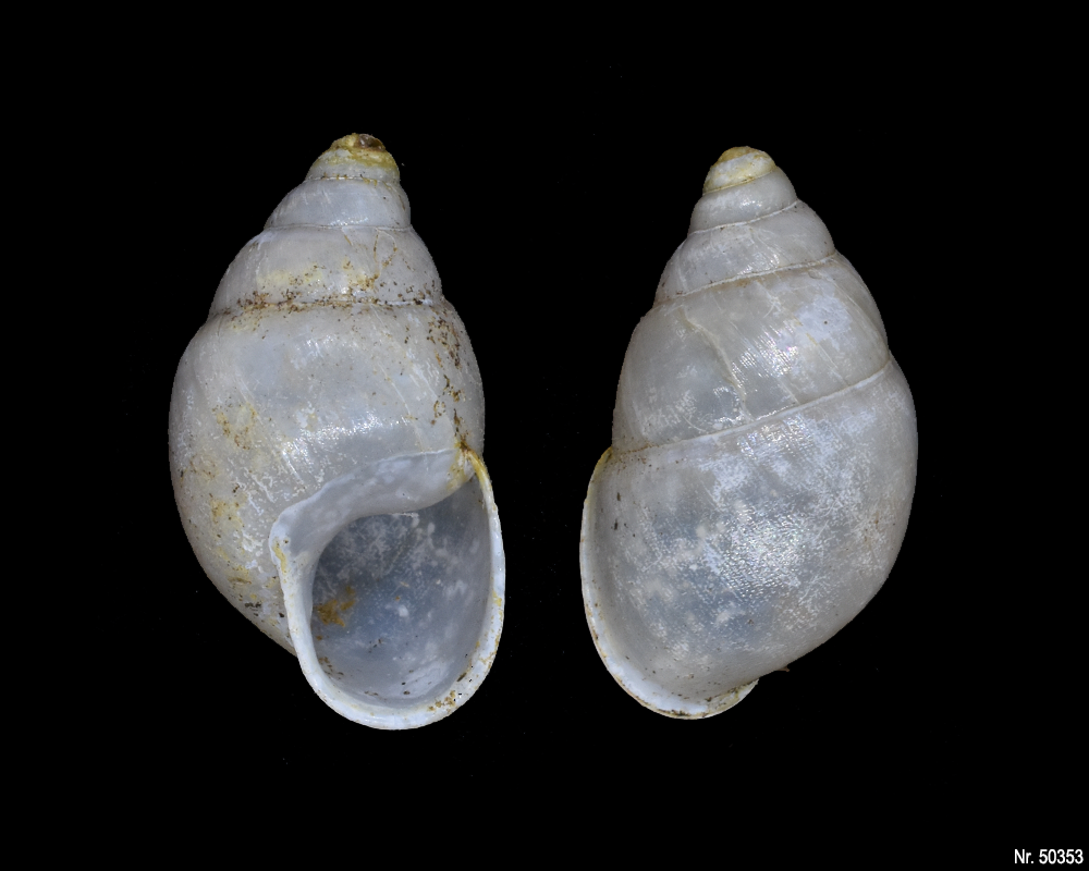 Edentulina obesa