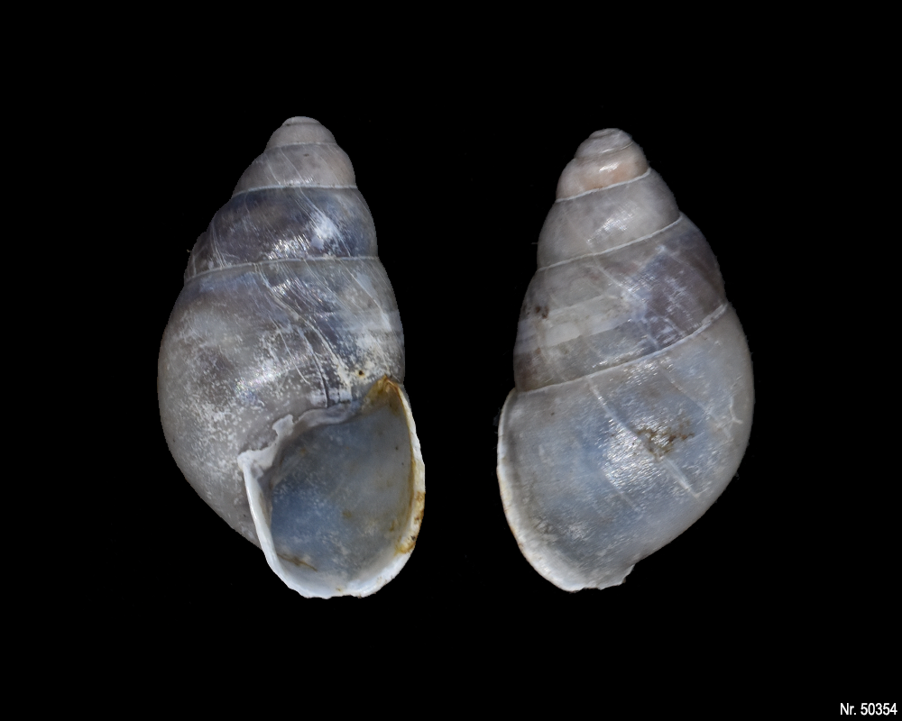 Edentulina obesa