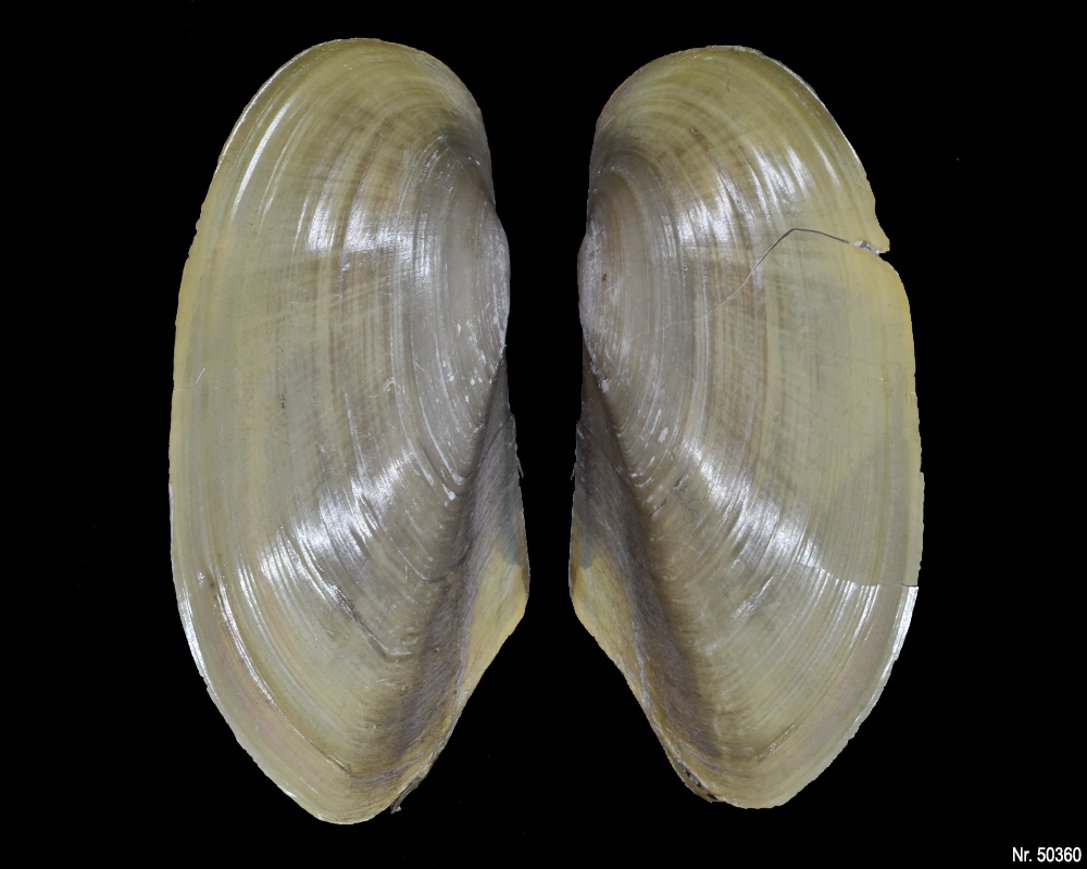 Pilsbryoconcha exilis