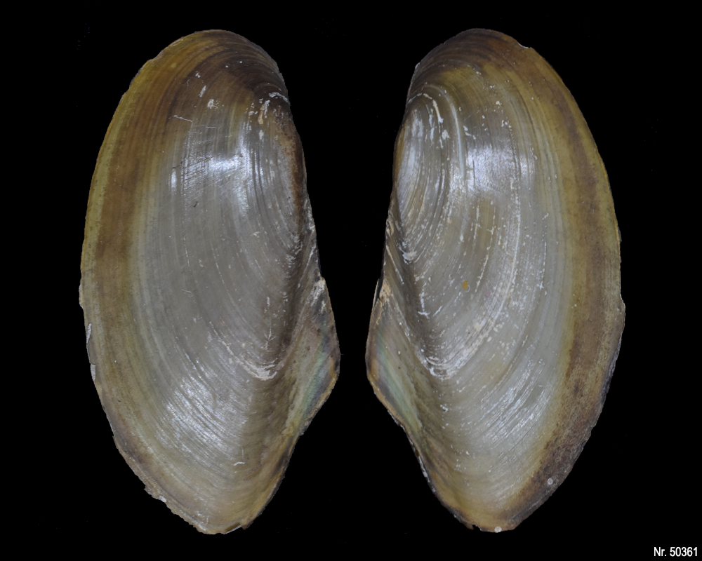 Pilsbryoconcha exilis