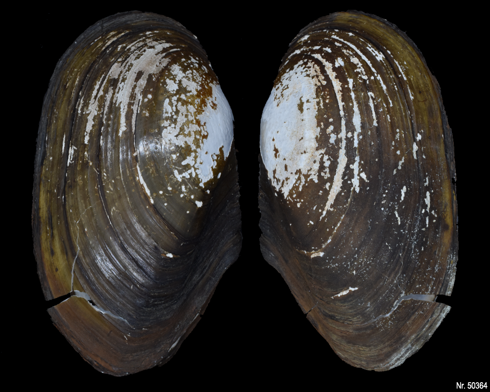 Anodonta cygnea