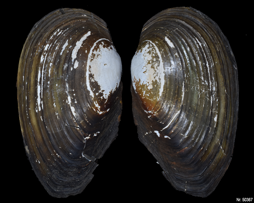 Anodonta cygnea